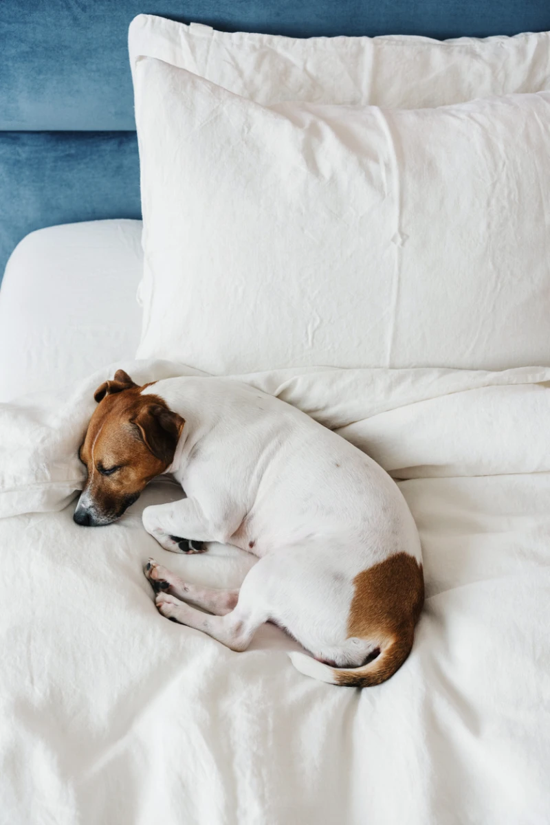 優しく撫でられる愛犬